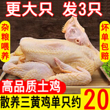 王氏正德鸡 鸡肉生鲜 三黄鸡3只 农家散养土鸡走地鸡童子鸡新鲜冷冻白条鸡 三黄鸡约850g*3只 带料包