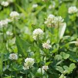 绿林花语白三叶草种子净籽白花四季青多年生护坡绿化公园别墅小区绿化草籽