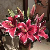 香水百合鲜花云南昆明直发基地插花家用水养真花黄天霸客厅木门 黑美人10朵/大头精品 中通快递/驿站自提
