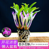 劉閣蘭花七彩香水石斛兰花冬带花苞好养绿植浓香型石斛花卉盆栽绿植驱蚊 5苗连体 七彩石斛原盆发货