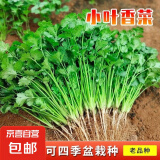 【随种随吃】（京东物流）调料菜种子四季易种耐热阳台盆栽通种 小叶香菜种子1包约1000粒 一包约1000粒