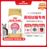 皇家猫粮 英短幼猫粮 BSK38 通用粮 4-12月 2KG