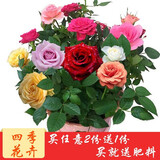 花无痕 玫瑰花苗 当年开花绿植盆栽室内外花卉观花植物庭院阳台蔷薇月季 混色3棵（试养）