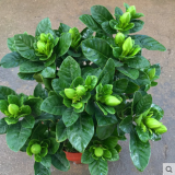 莹影栀子花盆栽带花苞大花浓香四季开花苗庭院花卉盆栽花绿植花卉盆栽 大叶栀子花 3年苗盆栽