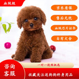 果粒之星纯种灰泰迪泰迪幼犬小型犬贵宾犬宠物狗活体小狗 血统级
