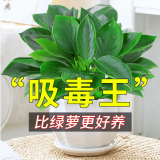 叹为观止18种吊兰任你选金边吊兰各种盆栽花卉客厅垂吊桌面植物净化空气 金钻 含盆