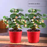 格调生活小盼菩提树盆栽绿植物室内花盆景办公室桌面观叶四季客厅好养活树 2盆-菩提【带果发货】原盆原土 带盆栽好