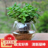若绿绿萝水培植物室内阳台桌面蓄水盆盆栽水培居家免打理源头直发包邮 薄荷苗（水培套装） 白色蓄水盆