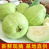 广东特产高山芭乐脆甜番石榴白心新鲜热带当季孕妇低糖水果一整箱 果园直发-5斤装-优选靓果