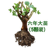 秋之果香 玫瑰花苗15.8元5棵可自选颜色四季开花六年老桩大苗盆栽花卉绿植月季花苗包成活 自选5颗颜色备注 不含盆