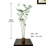 华香兰艺华香园红观音竹内门紫红寒文米竹子苗盆栽景素材耐阴书房室内绿植 高款米竹4-6杆约60-80cm原盆发货