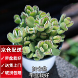 两腿跑【送货上门】三八节多肉植物带盆桌面盆栽组合绿植花卉幼儿园盆栽 熊童子(带盆栽好)