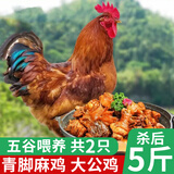 岽鲜农家散养土公鸡肉新鲜青脚黄鸡黑凤大公鸡土鸡走地鸡整鸡鸡肉生鲜 黑脚麻公鸡2.5斤*2只 送料包