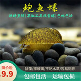 AIPHAROW鲍螺鱼篱螺笠螺黑金刚螺黄金螺除藻螺清洁缸壁工具观赏螺活体宠物 迷你鲍鱼螺0.8-1cm(3只)