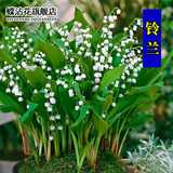 蝶沾花铃兰花苗种根耐寒多年生花种子四季播种开花易活室外庭院阳台盆栽 铃兰球根 5棵