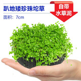 逸乐宠鱼缸水草植物大坨草增氧阴性增氧淡水新手懒人水榕造景水培坨草 趴地矮珍珠大坨