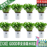 樱霞【顺丰上门】绿萝盆栽室内植物绿植水培长藤垂吊大叶绿箩阳台家用 12O#菱形自储水8盆+送壶/4液