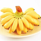 果佳玖广西正宗小米蕉现砍青果生果(需催熟)新鲜小香蕉生鲜水果特产整箱 3斤 装(买2份合发9斤装)