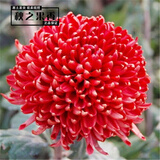 菊花花苗大菊花苗室内外观花阳台庭院花卉绿植物盆栽四季开花 帅旗