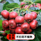 看得健山楂新鲜山楂冰糖葫芦原料山楂山里红孕妇水果山楂鲜果鲜山楂 山楂果10斤装