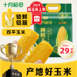 十月稻田 【四平】黄糯玉米1.76kg（220g*8根）东北玉米棒 粘糯拉丝