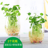 达之礼（DAZHILI）水培花瓶配植物透明玻璃花瓶水培铜钱草水养绿萝风信子花瓶清新 小鹅蛋2个(铜钱草根+彩石) 看详情页面