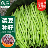 寿禾 四季豆种子无筋架豆豆角蔬菜种籽 潍育系列无筋架豆种子50g