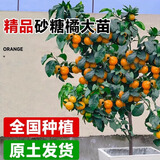 临雅广西砂糖橘树苗嫁接橘子桔子沙糖桔树庭院种植源头直发1棵20-30cm