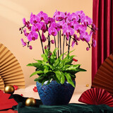 绿韵花田【两小时达】蝴蝶兰盆栽带花苞花剑花盆真花兰花开业乔迁生日礼物 8株紫色（瓷盆随机）