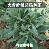 凤鸣雅世蔬菜种子盆栽菜籽菜种菜种子种孑家庭盆栽大青叶板蓝根种子50克