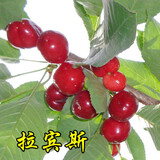 HUAHUIYOU正宗烟台大樱桃美国车厘子苗果树苗南北方盆栽地栽种植樱桃苗树苗 拉宾斯5年苗 当年结果 81cm(含)-110cm(含)