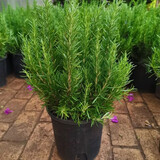 棒棒糖迷迭香盆栽驱蚊植物室内净化空气驱虫驱蚊草盆栽四季常青 迷迭香大盆丛生原土1盆