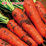 昂启蔬菜种子四季播盆栽阳台庭院香菜生菜菠菜小葱简单秋易种籽孑大全 胡萝卜 约2000粒