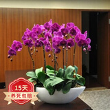 欧悟 蝴蝶兰花苗盆栽室内观花植物桌面阳台年宵花卉四季开花绿植花卉 小女孩蝴蝶兰+透明原盆+原土