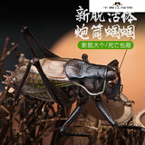【速发】蝈蝈活新脱鸣虫冬蝈蝈超大活体大肚子叫蝈蝈铁蝈蝈绿蝈蝈笼子 炮筒蝈蝈一只