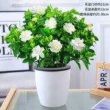 大盆栀子花四季开花室内绿植盆栽水培花卉好养大花重瓣牡丹栀子 中盆栀子花送懒人吸水盆