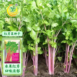 凤鸣雅世红芹菜种子2克盆栽彩色梅红野菜蔬菜种籽四季春季秋彩色蔬菜种孑