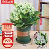 沭之美长寿花绿植花卉植物室内盆栽 长寿花绿色+0.5塑料加仑盆 源头直发