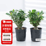 花翁沙漠玫瑰盆栽花卉绿植室内阳台盆景源头直发 中苗（颜色随机）2盆