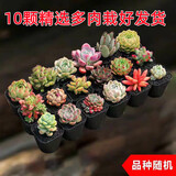 百潮盛多肉植物 小盆栽批发豪华套装多肉组合桃蛋玉露绿植花卉园艺 10颗多肉【栽好发货】随机品种 选项文字有标注