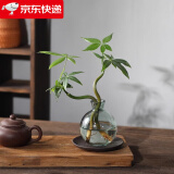 八芽发财树小盆栽花卉水培植物客厅桌面绿植室内四季招财树办公室好养 双杆发财树-小蓝瓶-含紫砂托 含盆