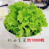 昂启蔬菜种子四季播盆栽阳台庭院香菜生菜菠菜小葱简单秋易种籽孑大全 奶油生菜 约1000粒