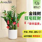爱优尚金钱树盆栽客厅室内大型绿植办公室盆景摇钱串子乔迁开业源头直发