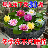 蝶遇睡莲池塘养殖水生水培植物四季睡莲花苗种根水养花卉庭院盆栽开花 混色睡莲种苗 30个 裸根不带土
