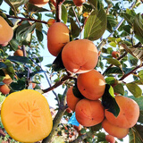 尔澜带盆栽好甜柿子树苗水果柿子树苗露天种植柿子苗果树苗木源头直发