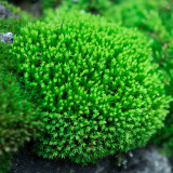 青苔藓鲜活苔藓微景观植物盆景盆栽水陆缸假山草造景材料白发藓短绒青苔- 星星藓(11*8)cm 2盒