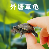 富龟龟宝家养宠物龟金线草龟活体小乌龟长寿龟深水龟金线龟墨龟草龟苗 杂草龟2-3厘米（1只体弱不推荐）