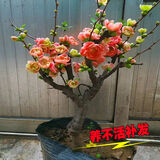 旺之春海棠花盆栽树苗盆景重瓣老桩庭院绿植物室内花卉四季开花好养 海棠【精品】随机发货 限量100颗 不含盆