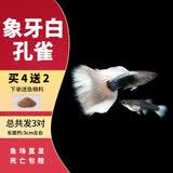疯狂水草孔雀鱼活体水族宠物观赏鱼冷水耐活小型热带鱼淡水鱼苗 象牙白孔雀鱼【共6条】