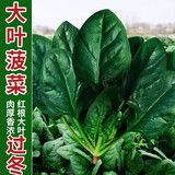 大禹夏季蔬菜种子大全耐热四季播家庭种植阳台6月份夏天种的菜 菠菜种子5g约500粒
